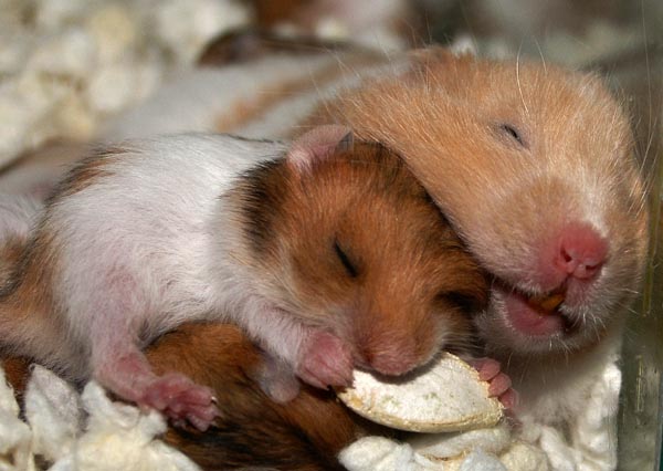 Two and a half weeks old