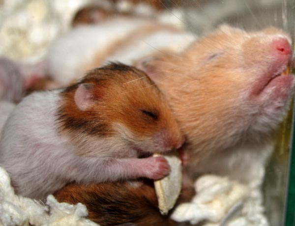Two and a half weeks old