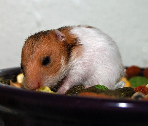 17 days old