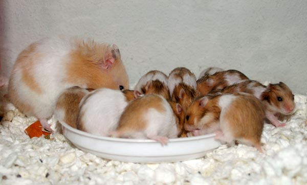 17 days old