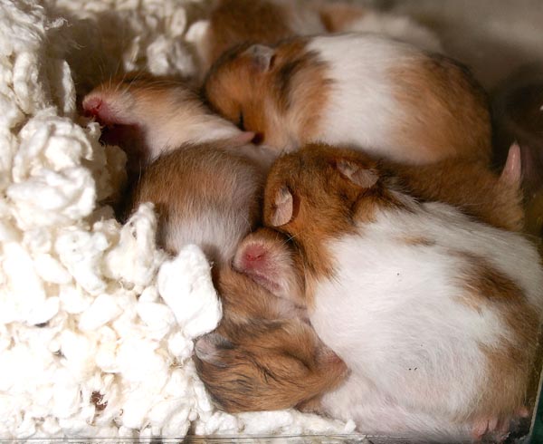 Three weeks old