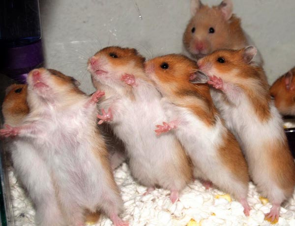 Four weeks old