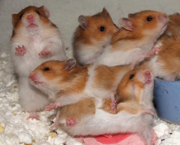 Four weeks old