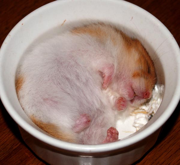 Five weeks old