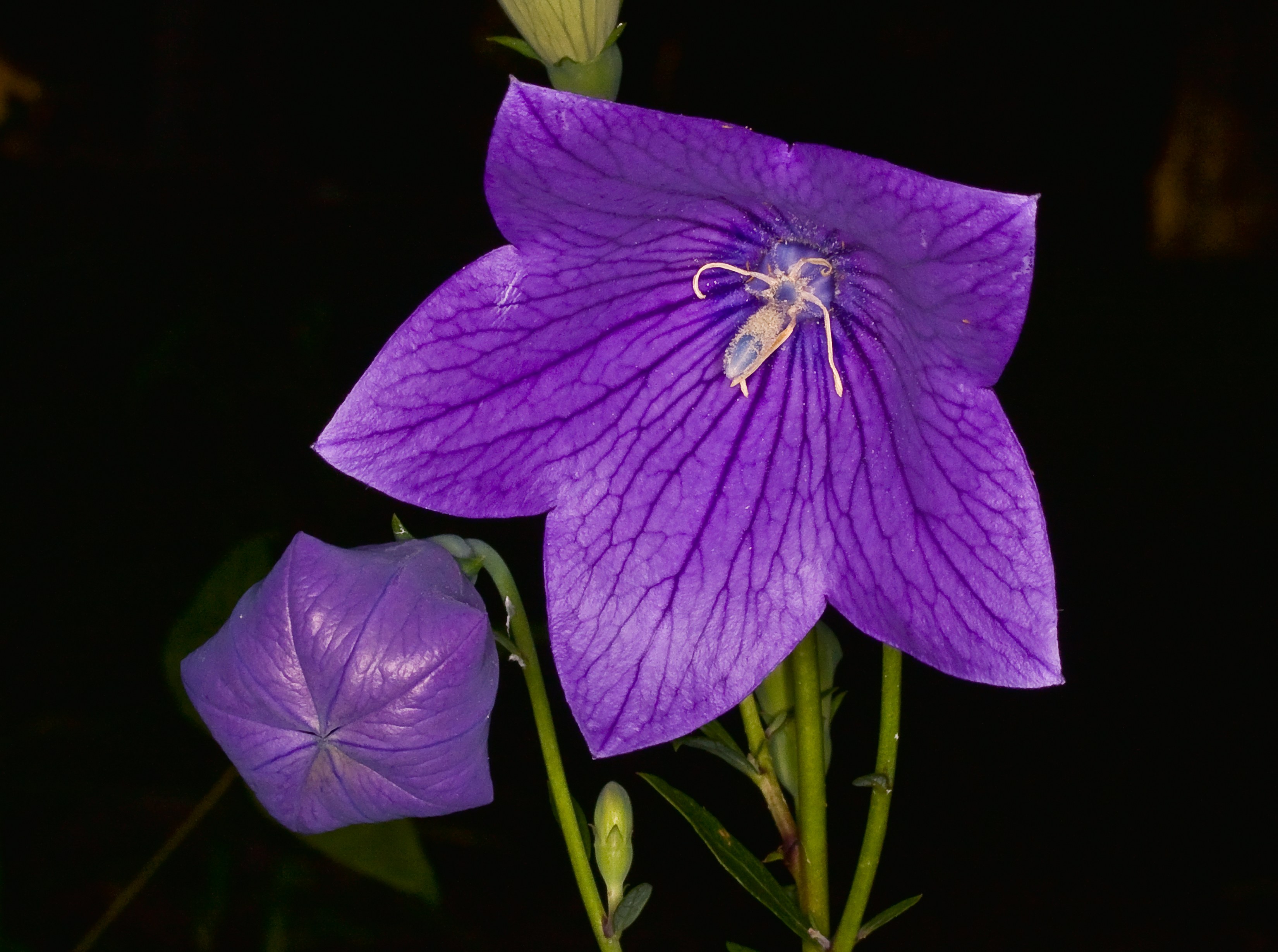 Balloon Flowers, bud and open