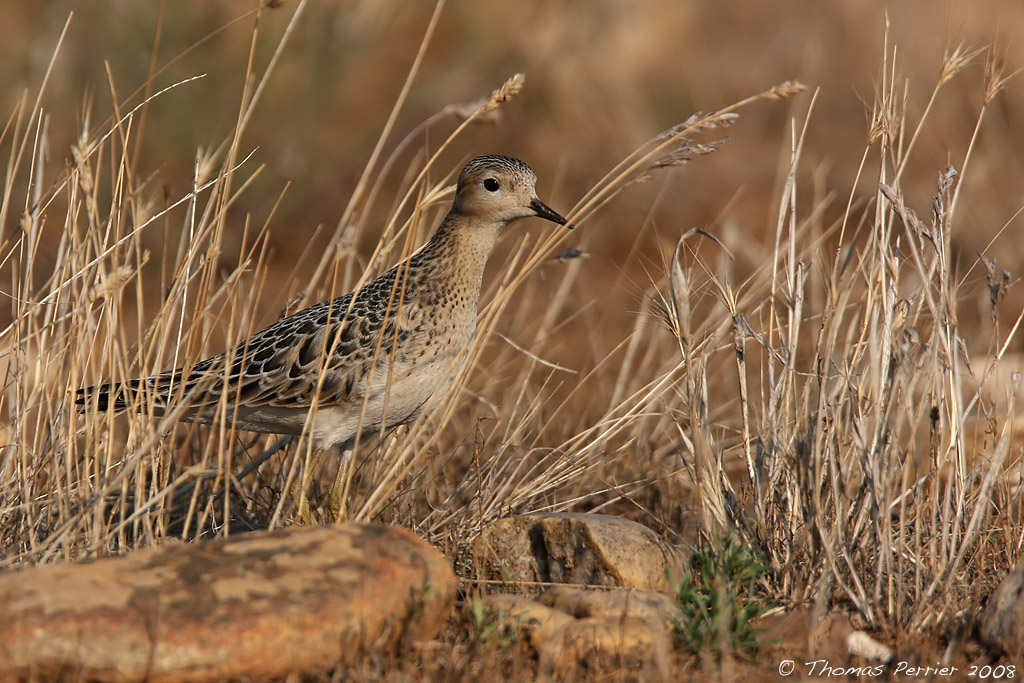 Becasseau Rousset - Buff breasted sandpiper (0635)