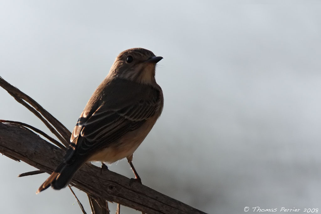 Gobe mouche gris - Spotted flycatcher (0187)