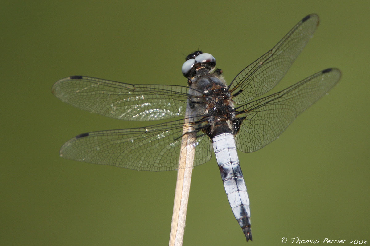 Libellula fulva - St Cannat (0194)