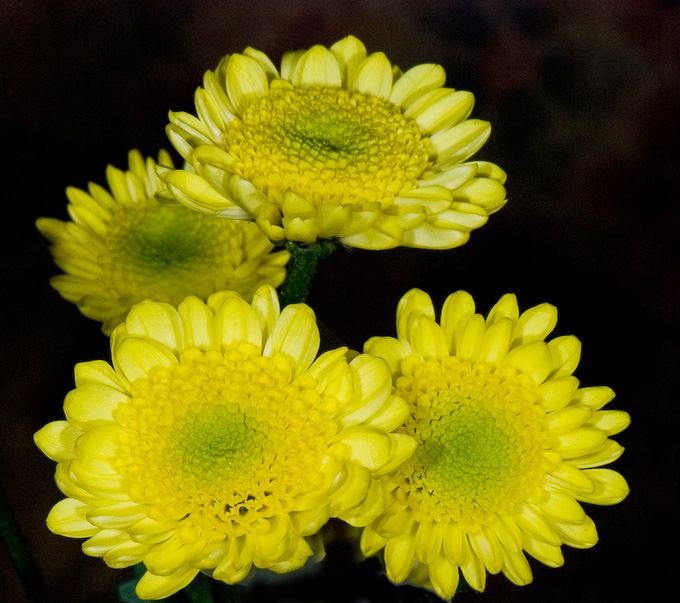 Four Mums, For Mum