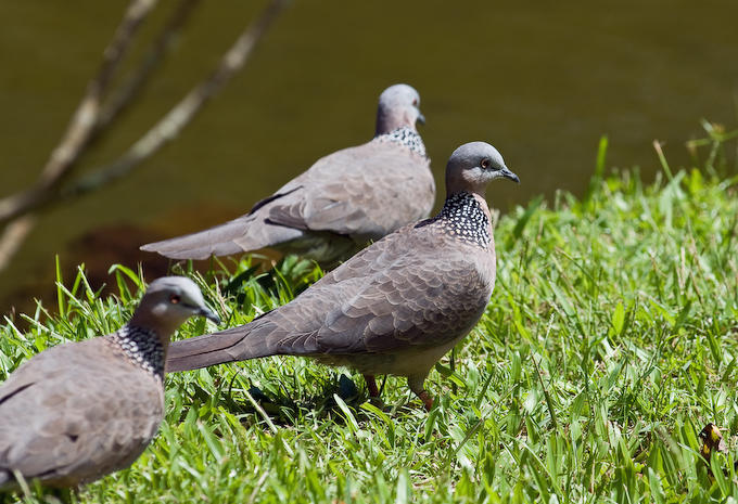 Ring-neck Doves