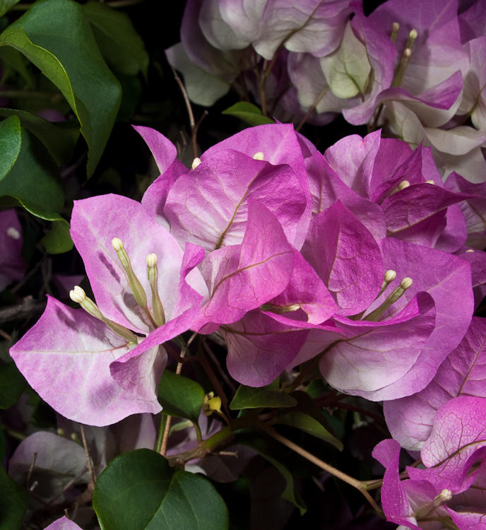 Garden Color