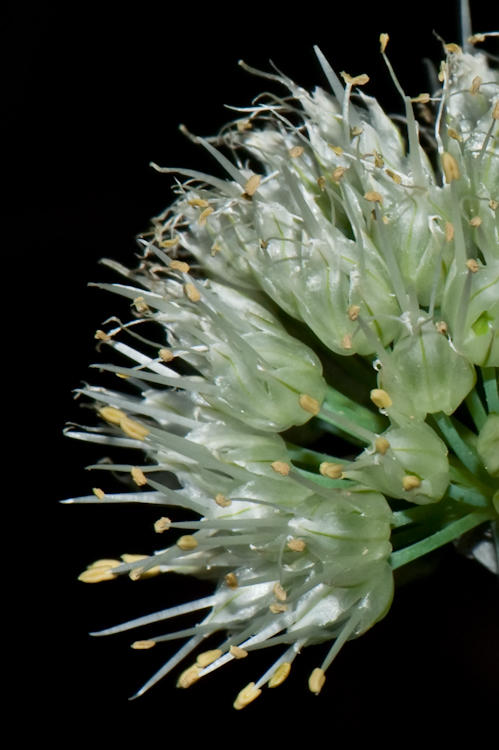 Chive Bloom