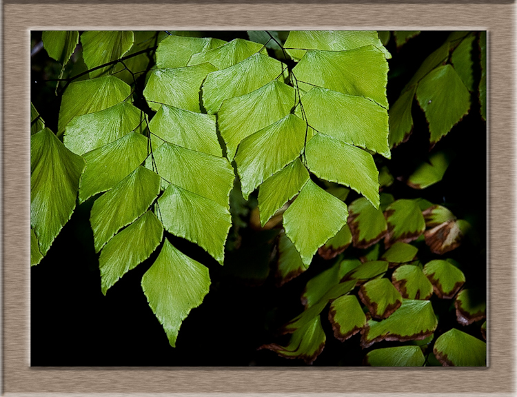 Fern Grotto
