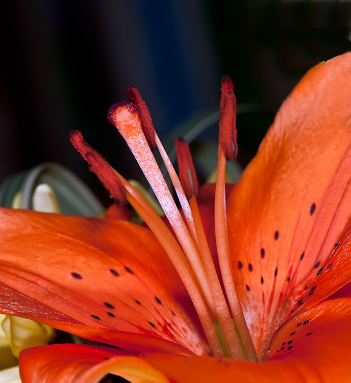 Daylily