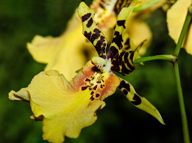 Orchid