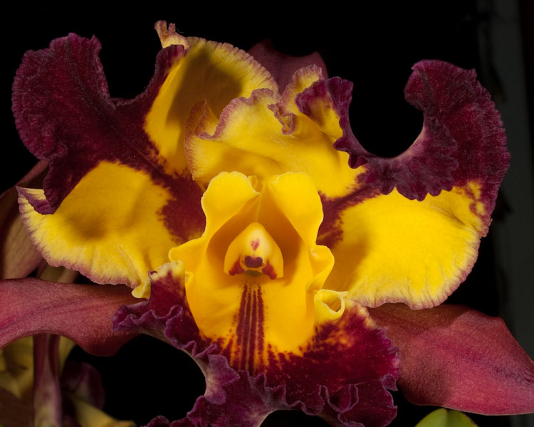 Cattleya Orchid
