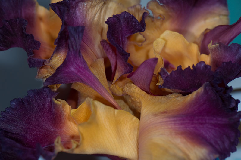Fading Cattelya Orchids