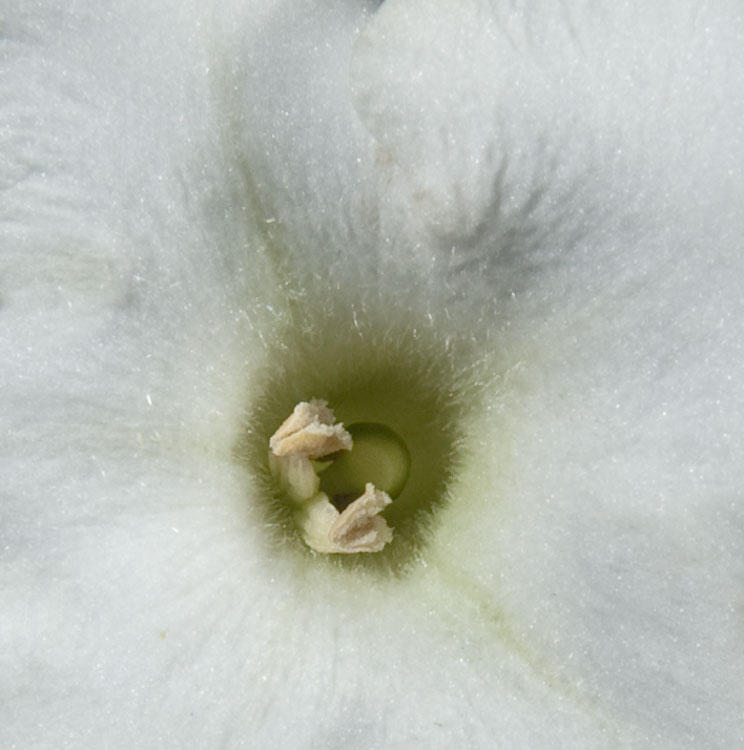 Frimbrae