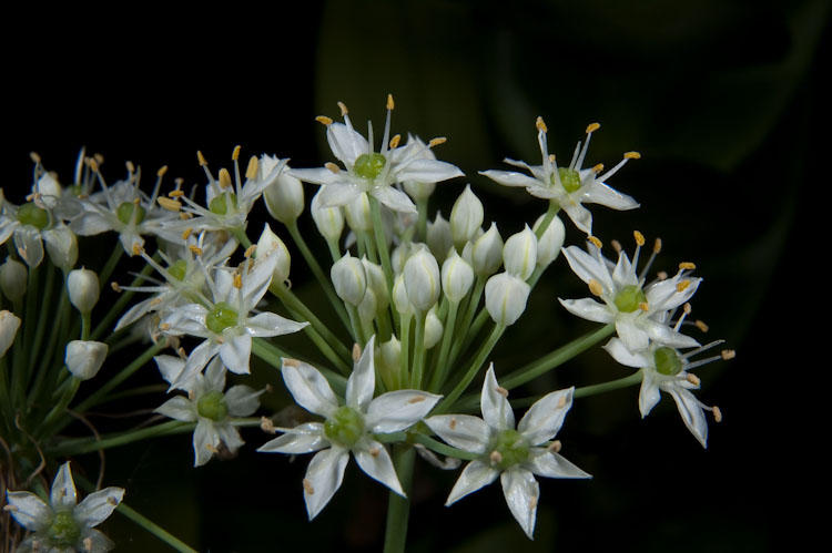 Chive