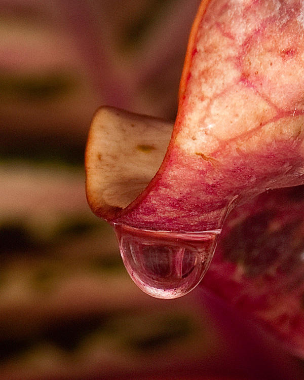 Croton Drop