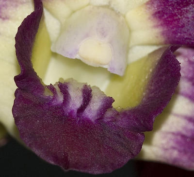 Dendrobium Orchid - Lip