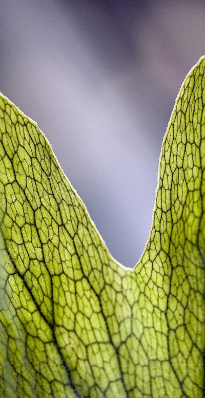 Staghorn Fern Frond