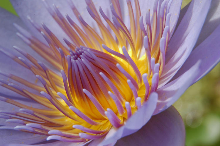 Lightly Lavender - Waterlily
