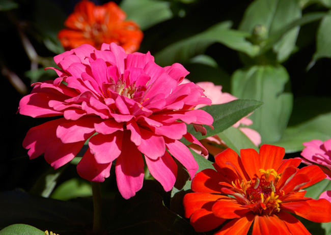 Oh Zinnia