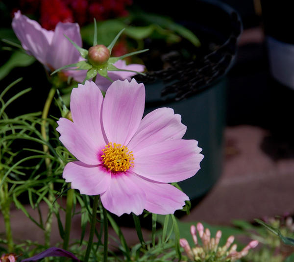 Cosmos