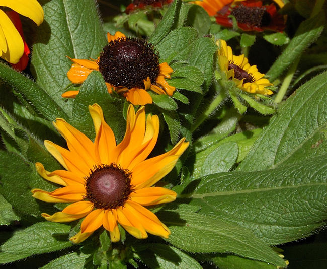 Rudbeckia