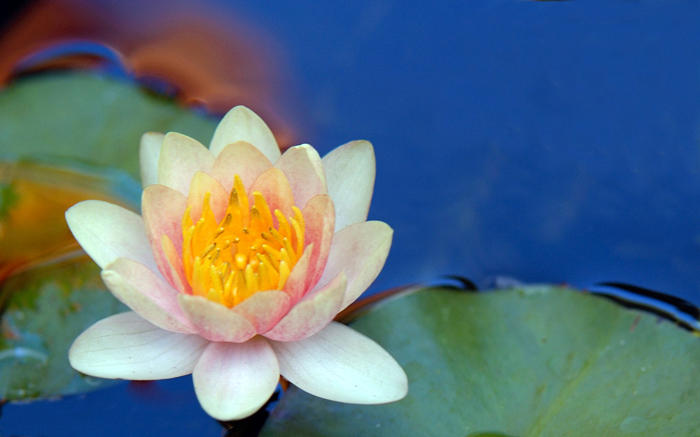 Waterlily and Reflections