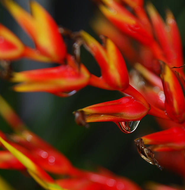 Raindrop on Bromeliad