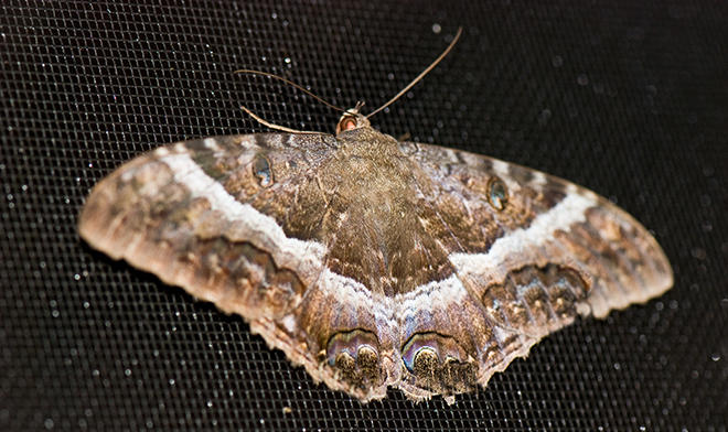  Black Witch  Moth - Ascalapha odorata