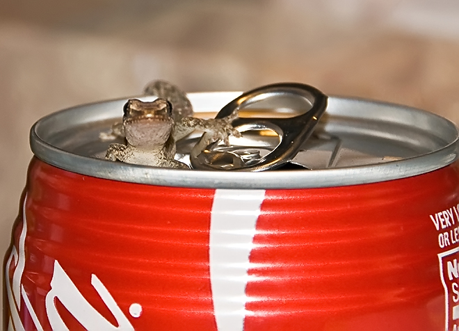 El Gecko