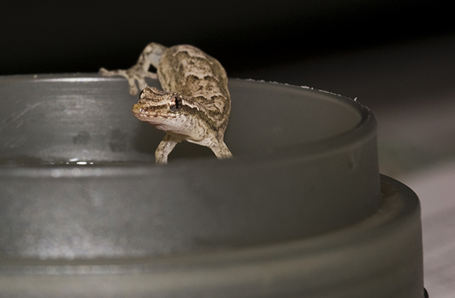 Desk Gecko - Dirty Look