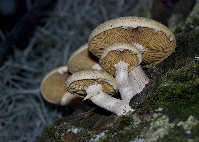 Mushroom - We Are Family