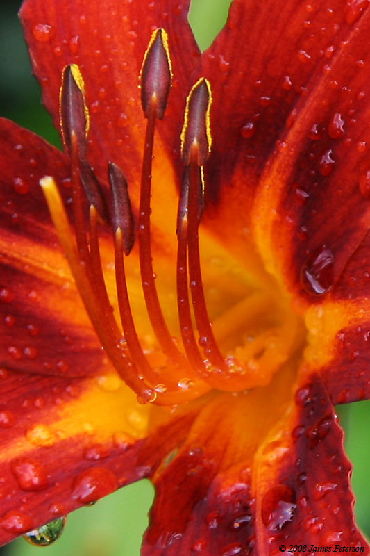 Day Lily (34186)