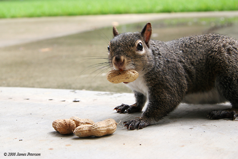 Squirrel (34180)