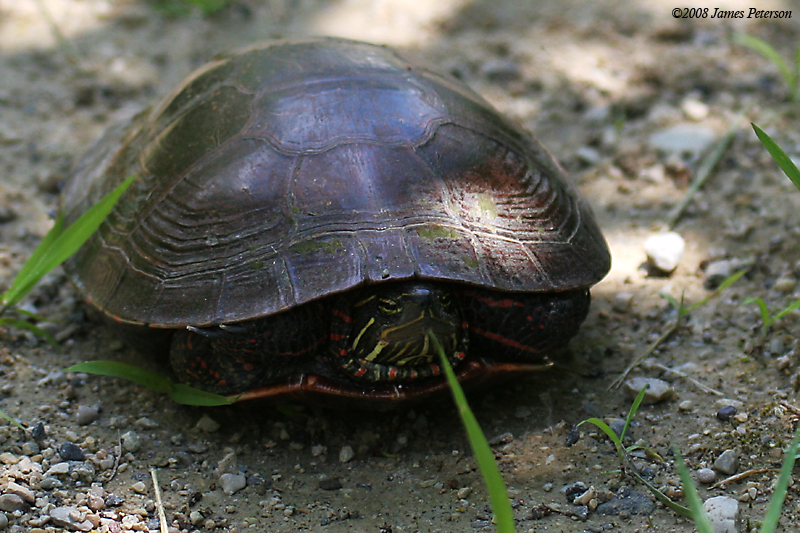 Turtle (33237)