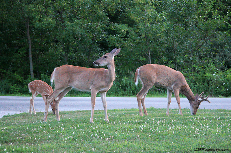 Deer Family (34589)