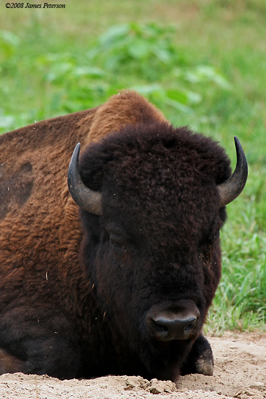 Bison (34764)