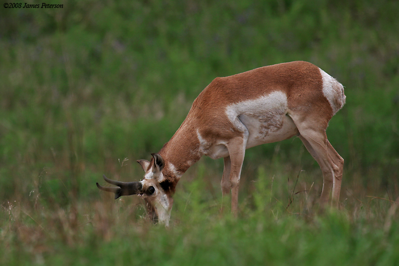 Antelope (34765)