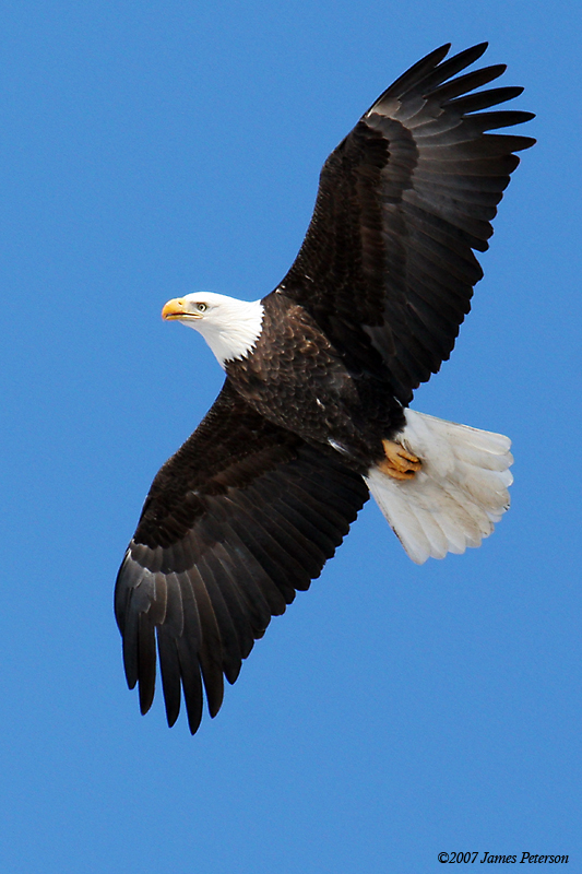 Eagle (14620)