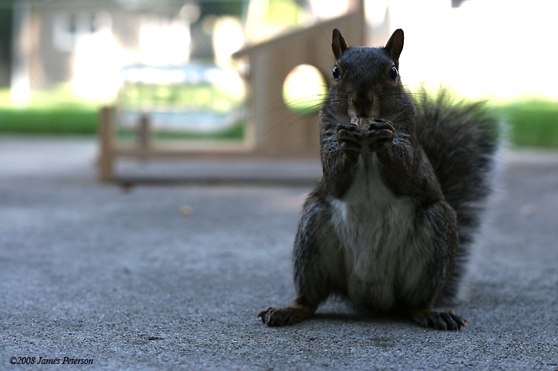 Squirrel Snackin' (36131)