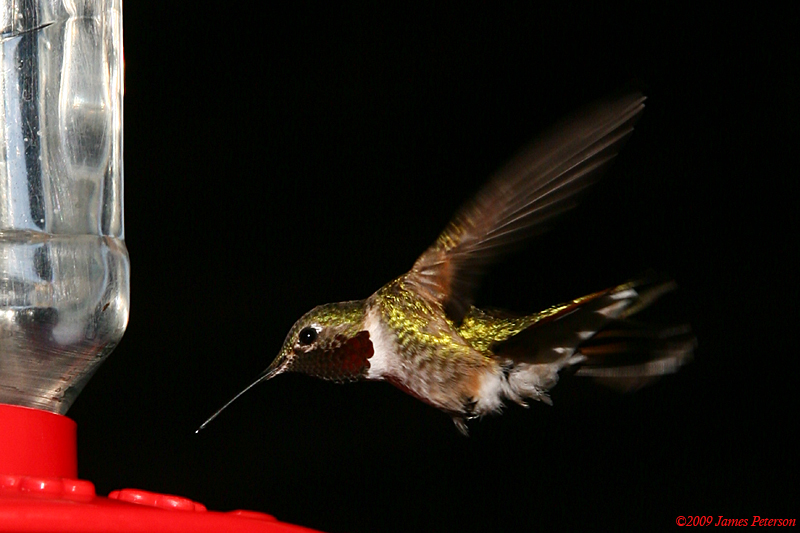 Hummingbird (42922)