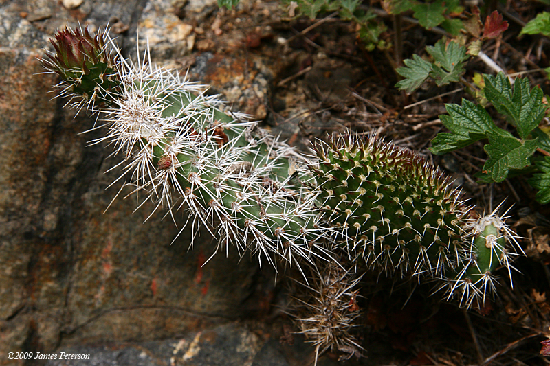 Cactus (43176)