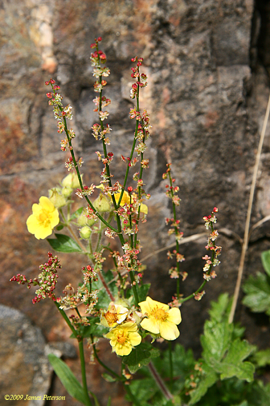 Flowering Plant (43178)