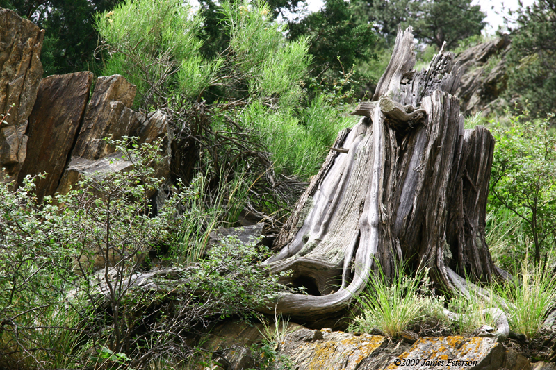 Weathered Stump (43194)