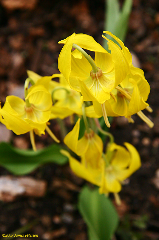 Yellow Flower (43303)