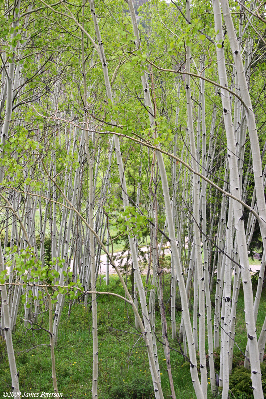 Aspen Trees (43322)